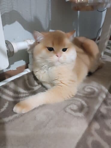 купить породистых котят: Племенной кот для вязки — британец золотая шиншилла (видео/фото “папа — 1