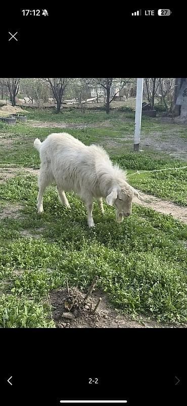 собака бишкек: Продаю | Козёл (самец) | Для разведения — 1
