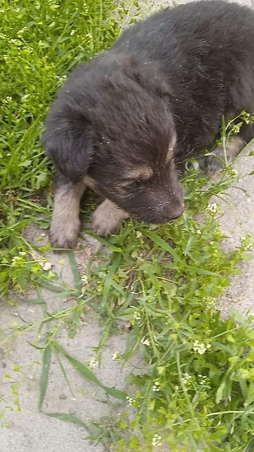 купить собаку в бишкеке: Малыши ищут дом и семью любящую семью с самого рождения у них — 1