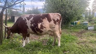 Продам с/х животных: Продаю | Корова (самка) | Для молока | Стельные — 1