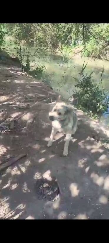 отдам собаку в добрые руки: Собака даром: 7 месяцев, Самец — 13