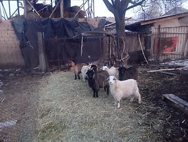 Продаю | Коза (самка), Козлёнок | Полукровка, Нубийская | На забой, Для разведения