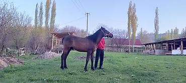 кавалер кинг: Продаю | Жеребенок | Для разведения | Племенные — 2