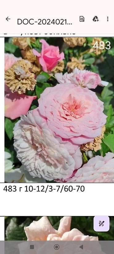 Садовая мебель: Корни роз — 6