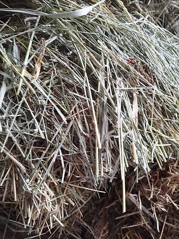 А/ч жаныбарлары үчүн тоюттар: Продаю сено в тюках находится в селе дружба есть мини торг — 2