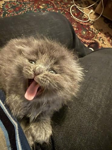 Скотиш Фолд (Шотландская вислоухая), 1 месяц, Мальчик, Серый, Приучена к лотку