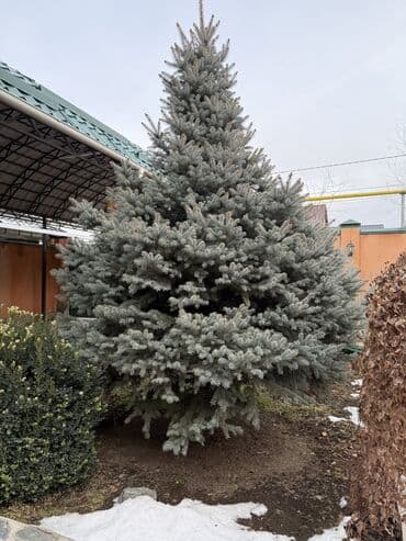 Садовая мебель: Саженцы деревьев: Ели, Самовывоз — 4