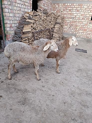 собака мальчик: Продаю | Овца (самка) | Для разведения | Ярка — 5