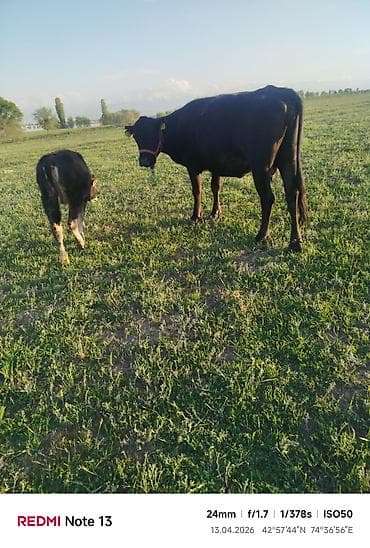 рыба гарбуша: Продаю | Корова (самка) | Для разведения | Привязанные — 6