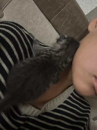 tuxedo порода кошек цена: Кошка даром: Беспородная, 1 месяц, Девочка — 1