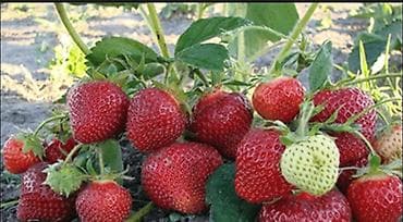 бетон м200 цена бишкек: Саженцы клубники Альбион оптом, самовывоз Кант — 1