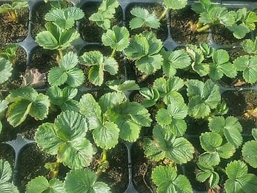 Уруктар жана көчөттөр: Рассада клубники в кассетах - Тип: крепкие укоренённые саженцы — 3