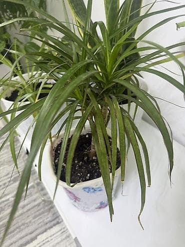 домашные светы: Комнатные растения в горшках (набор): 1) Сансевиерия (Sansevieria — 2