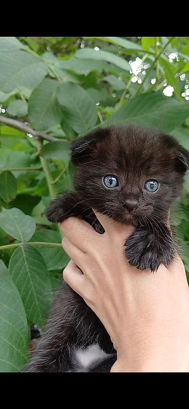 объявления про котят: Скотиш Фолд (Шотландская вислоухая), 1 месяц, Мальчик, Черный — 2
