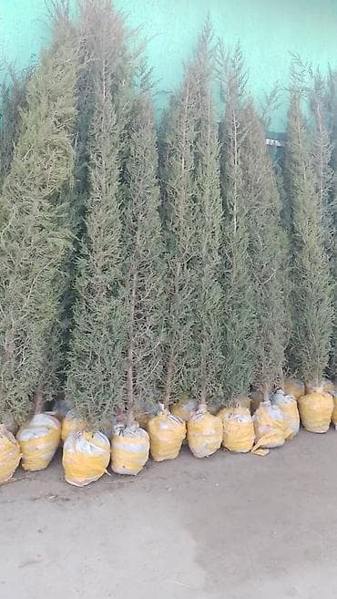 инкубатор луппер: Можевельник,туя до 3метров — 1