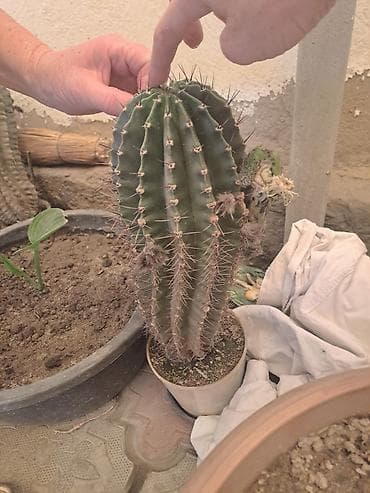 Үй жана бакча: Продам комнатные цветы,большие кактусы цветут по 1000,маленькие по — 4