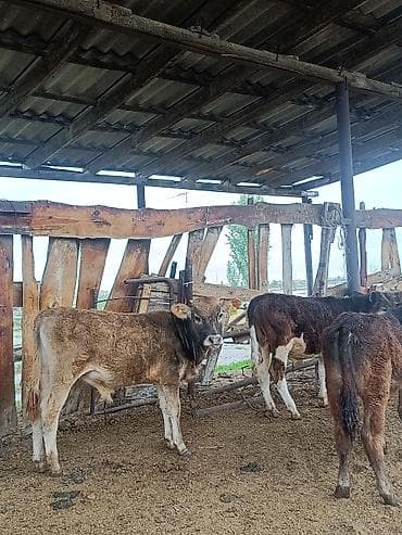 мальки рыб: Продаю | Музоо, торпок | На откорм — 6