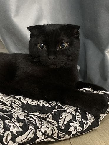 scottish fold: Вязка: Скотиш Фолд (Шотландская вислоухая), Девочка, 1 год, Черный — 1