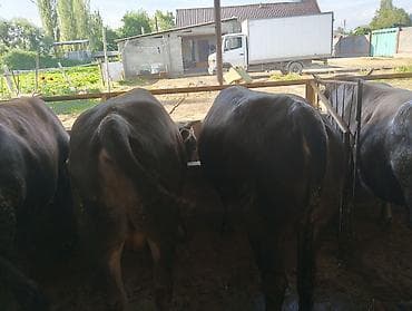 животные кошки: Продаю | Бык (самец) | На забой — 2
