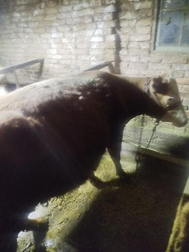 корова уй: Продаю | Корова (самка) | На откорм | Привязанные — 6
