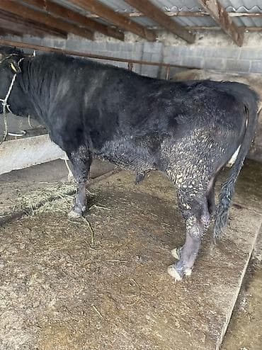 рыба семга: Продаю | Бык (самец) | На откорм | Привязанные — 6