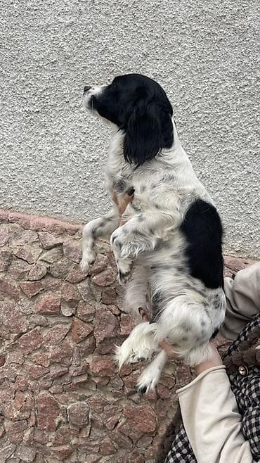 Услуги ветеринара: Собака русский охотничий спаниель, мелкая/средняя, черно-белого окраса — 5