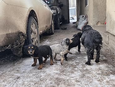 Кошки: Щенки спаниеля - Помет от породистой мамы-спаниеля (на фото рядом с — 4