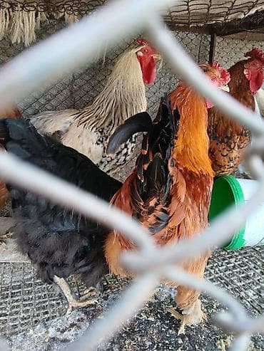 уй боос: Продаю | Куры | Для разведения — 3