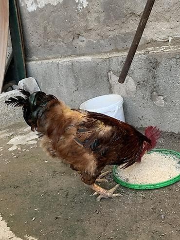 Животные: Продаю | Петух | Для разведения — 2