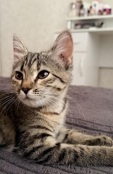 d cat: Девочка — 2