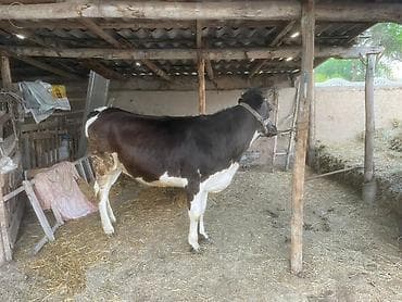 куплю корову на мясо: Продаю | Корова (самка) | Швицкая | На откорм, На забой, Для разведения | Отела не было, Привязанные — 2