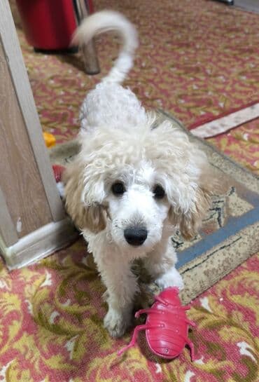 собаки бишкек: Щенки пуделя (карликовые/той, по типу) светло-рыжего и абрикосового — 3