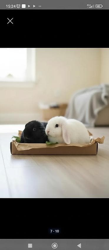 кемири: Кролики декоративные, карликовая порода - вислоухие Отлично подойдут — 1