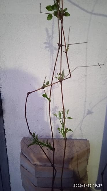 вишневый: Клематис Варшавский Найк,достигает до 3-4 м, цветет до снега — 10