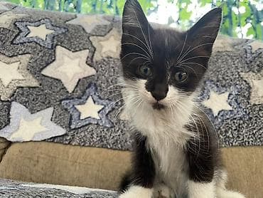 золотая шиншила кошка: Котята - Возраст 2 месяца. - Окрас: один черно-белый (маска на — 5