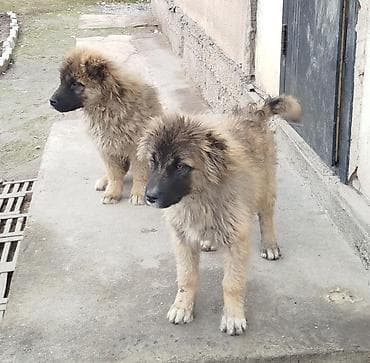 Продажа собак: Кавказская овчарка, 4 месяца, Самка, С прививкой, С родословной — 1