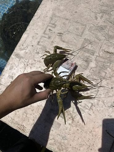 вяленая рыба: Живые раки речные - Свежевыловленные, содержатся в проточной воде (на — 3