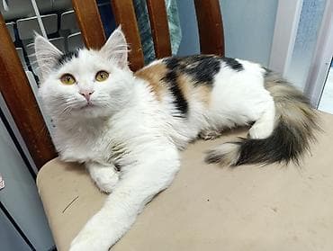 сазан живой: 6 месяцев, Девочка, Приучена к лотку — 2