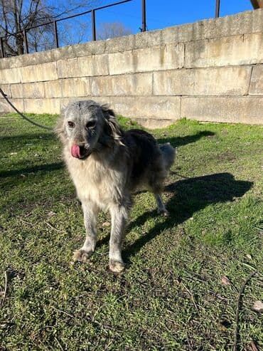 стрижка собак на дому недорого: Ищем дом для молодой стерилизованной девочки. Привита. Привезём сами — 2