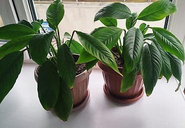 тигровое: Сансевиерия -тещин язык, высота 65-70 см -250 сом. Тигровый алоэ,7 см — 7