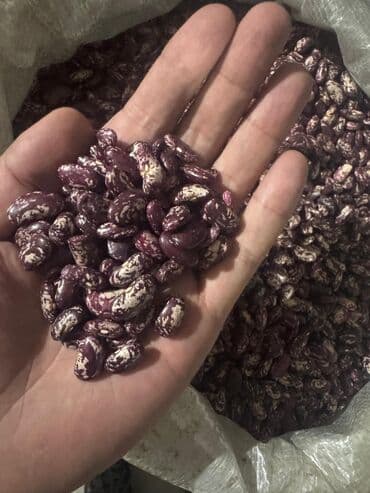 Продаю оптомФасоль мраморная (красно-белая, крапчатая) - Сорт