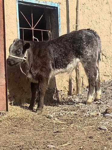 американка корова: Продаю | Музоо, торпок | Бельгийская | На откорм | Племенные — 6