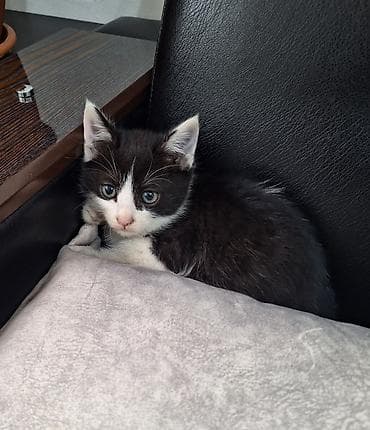 3 месяца, Мальчик, Биколор, Приучена к лотку, Проглистована at lalafo.kg 3 месяца, Мальчик, Биколор, Приучена к лотку, Проглистована