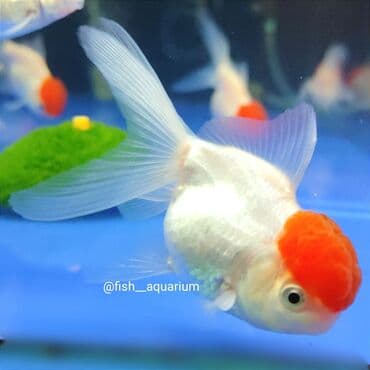 продаю рыбы: Новое поступление золотых рыбок! Разные виды! Коя платина вуаль также — 1