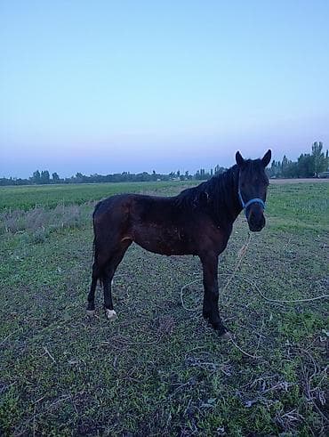 Продаю | Кобыла (самка)