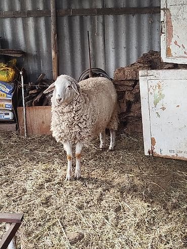 каровы доиные: Продаю | Овца (самка) | Для разведения | Матка — 5