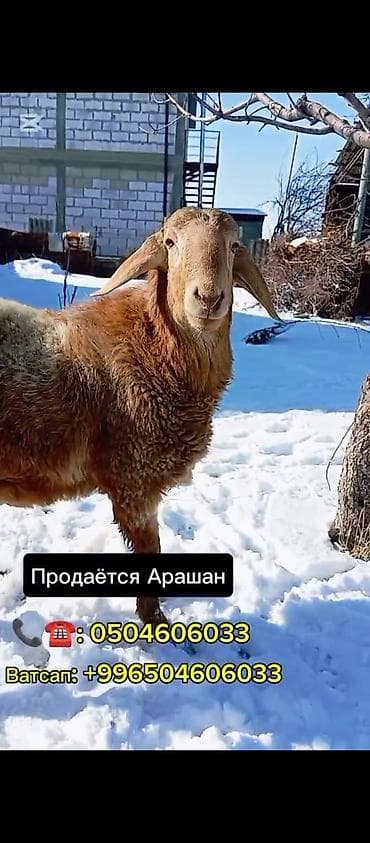 Продаю | Баран (самец) | Арашан | Для разведения | Племенные