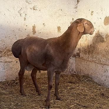 барашки: Продаю | Баран (самец) | Для разведения | Осеменитель — 2