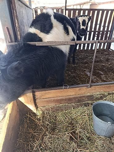 Proton: Сатам | Бука (эркек) | Бордоп семиртүү үчүн — 2