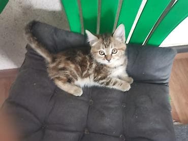 cat sofa: Пушистые котята Возраст ~ 1.5 месяца Отдам в добрые руки 🤗 На — 2
